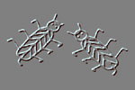 2 Doodlebugs.